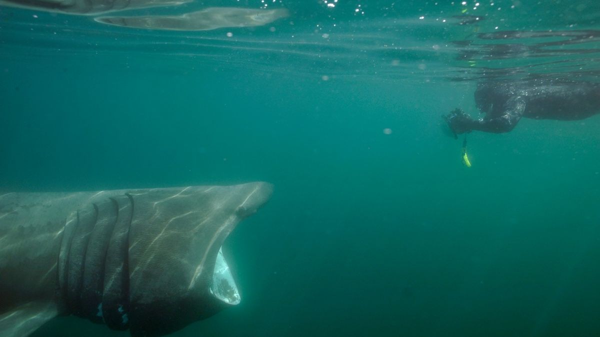 Brit nafotil vzácného a ohroženého žraloka velikého